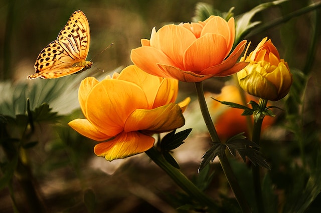 Een vlindertuin: tips voor het creëren van een kleurrijke en levendige buitenruimte